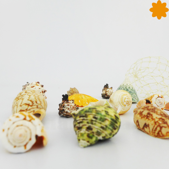 Conjunto de conchas y caracoles marinos de colores - Imagen 2