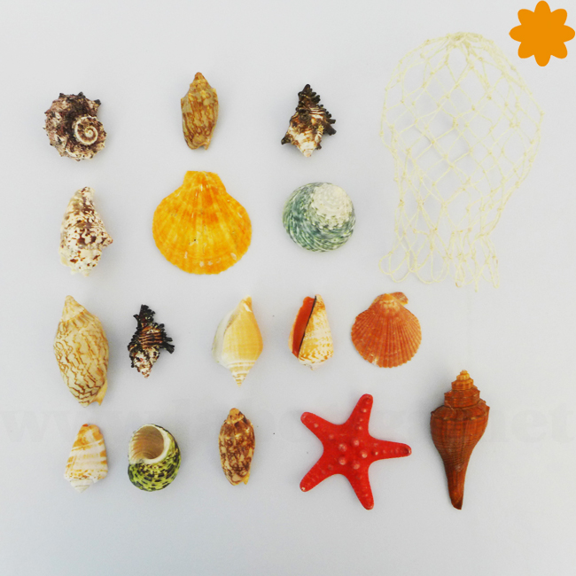 Conjunto de conchas y caracoles marinos de colores - Imagen 3