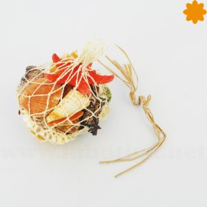 Conjunto de conchas y caracoles marinos de colores